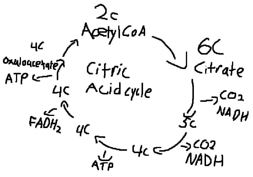 Ciclo del ácido cítrico rompecabezas en línea