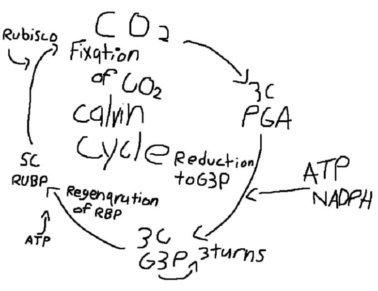 Calvin Cycle puzzle online from photo