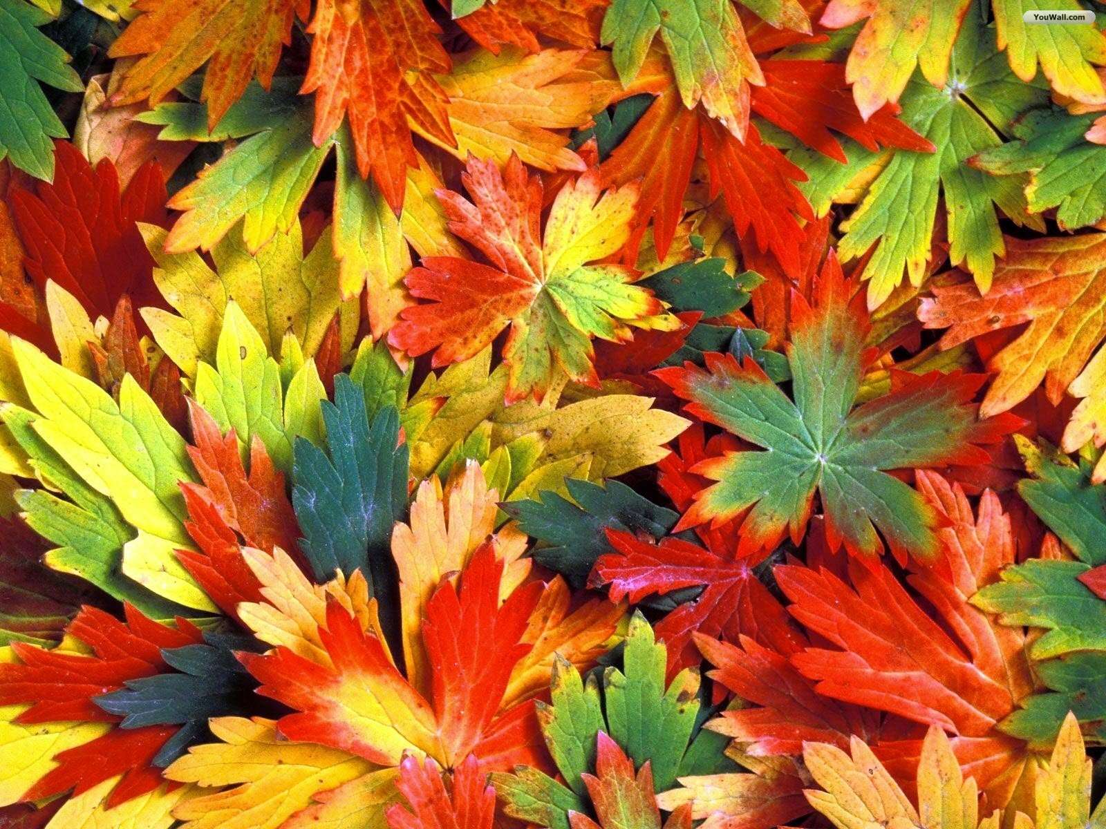 Peaked Leaves online puzzle