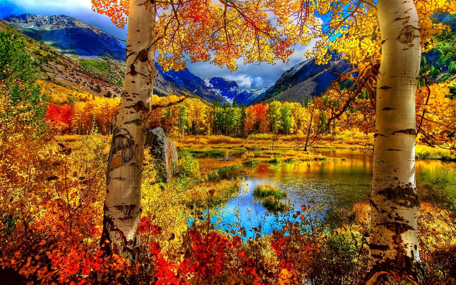 Fall Into the Birch Trees puzzle online from photo