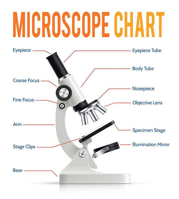 Části mikroskopu online puzzle