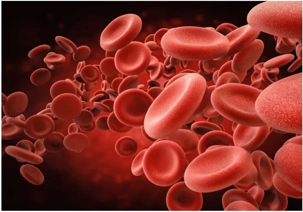 Blood Cells online puzzle