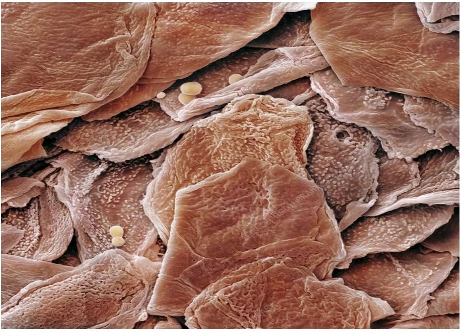 ヒトの皮膚細胞 写真からオンラインパズル