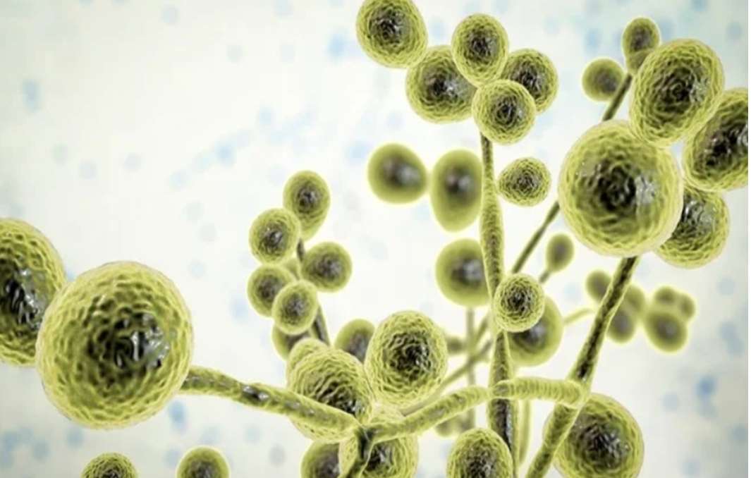 Μύκητες (Μύκητες) στο Μικροσκόπιο παζλ online από φωτογραφία