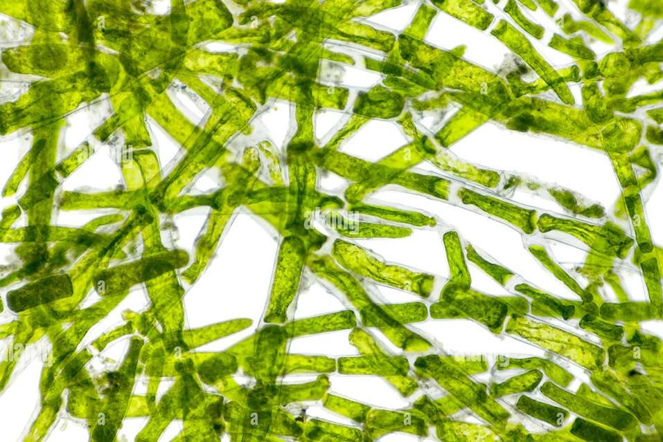 Células de algas bajo microscopio rompecabezas en línea