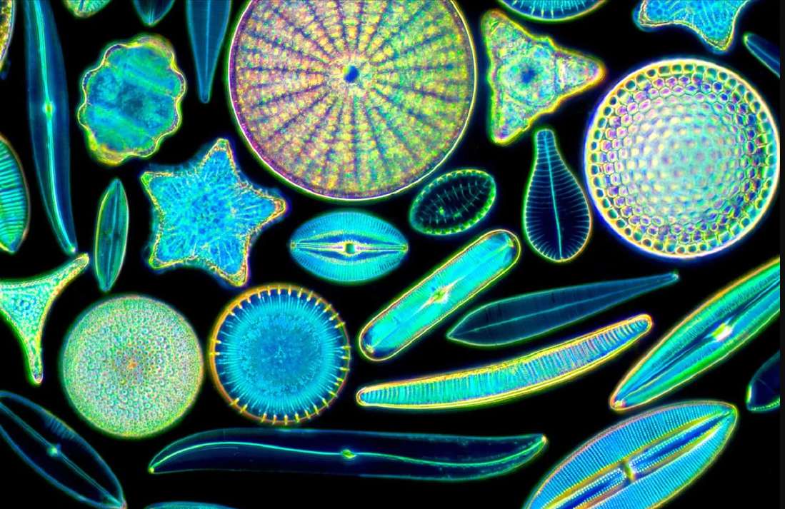 Cellule di diatomee puzzle online da foto