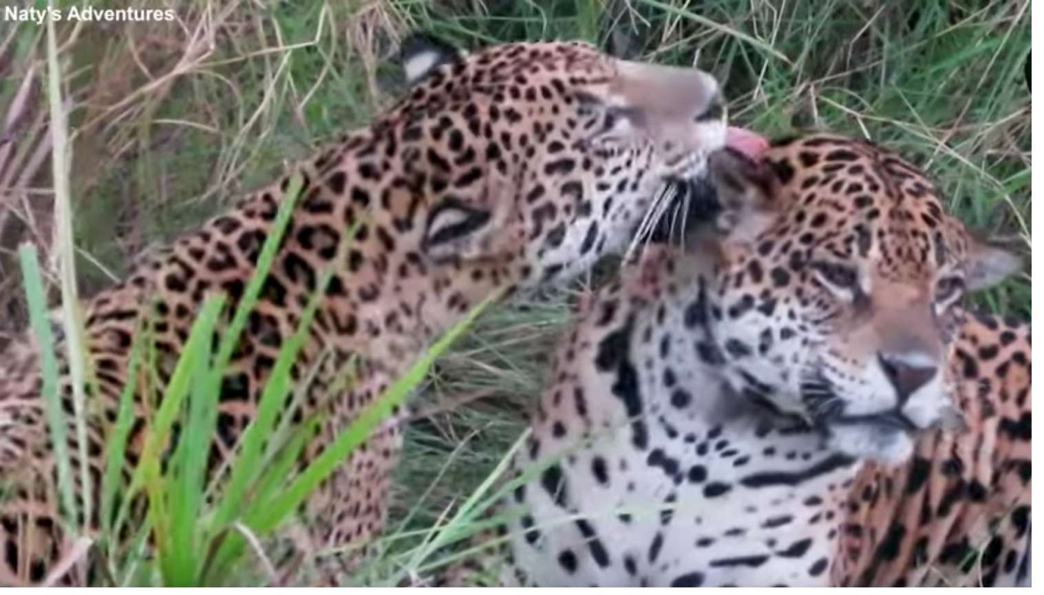 Leopardi amorosi puzzle online da foto