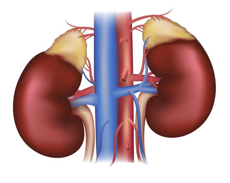 organele rinichilor puzzle online din fotografie