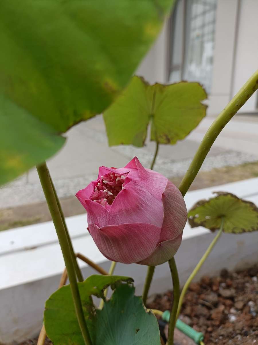 Lotusblomma som blommar Pussel online