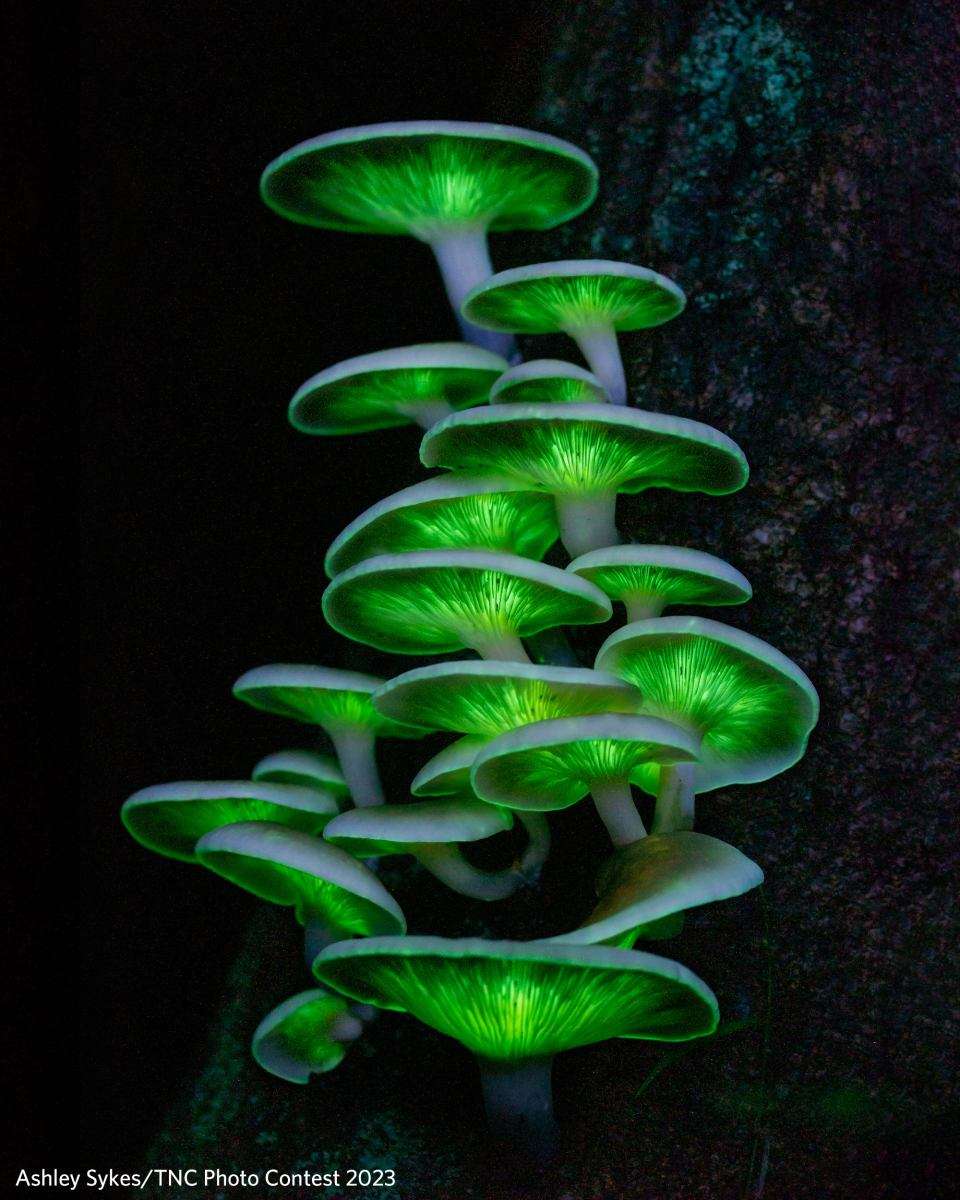 грибы-призраки пазл онлайн из фото