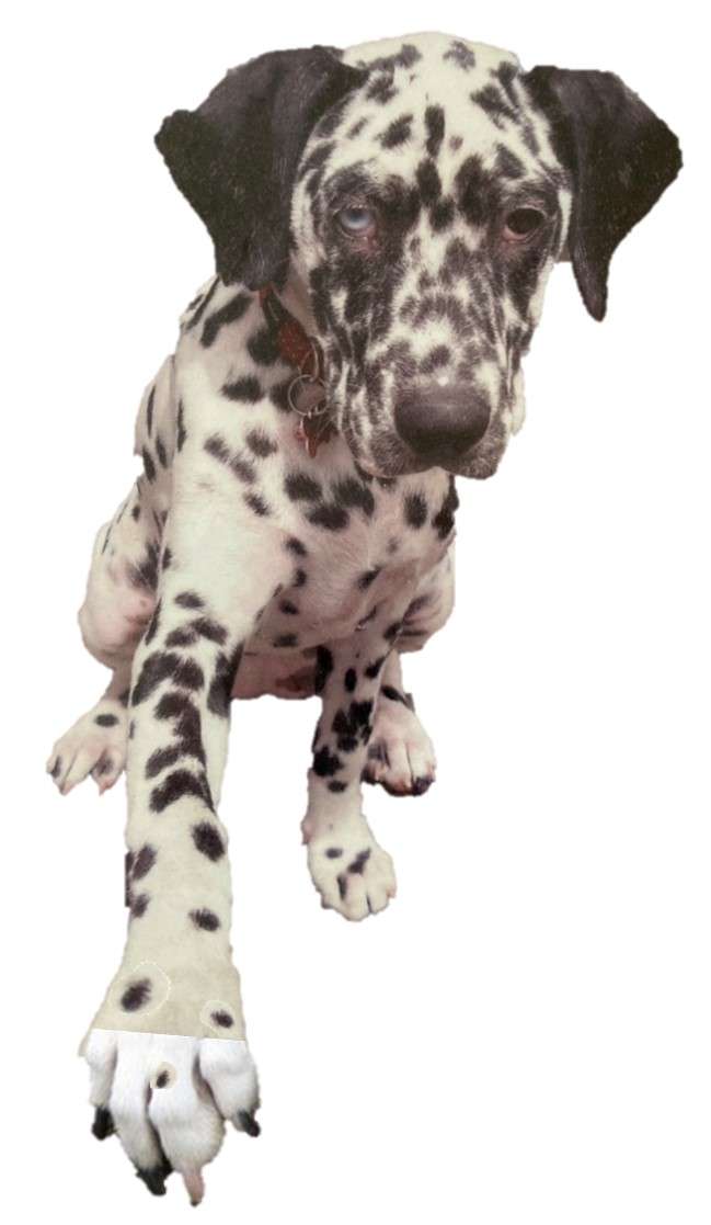 mini Dalmatiër puzzel online van foto