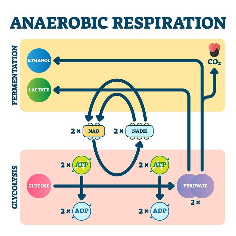Anaerobic Respiration puzzle online from photo
