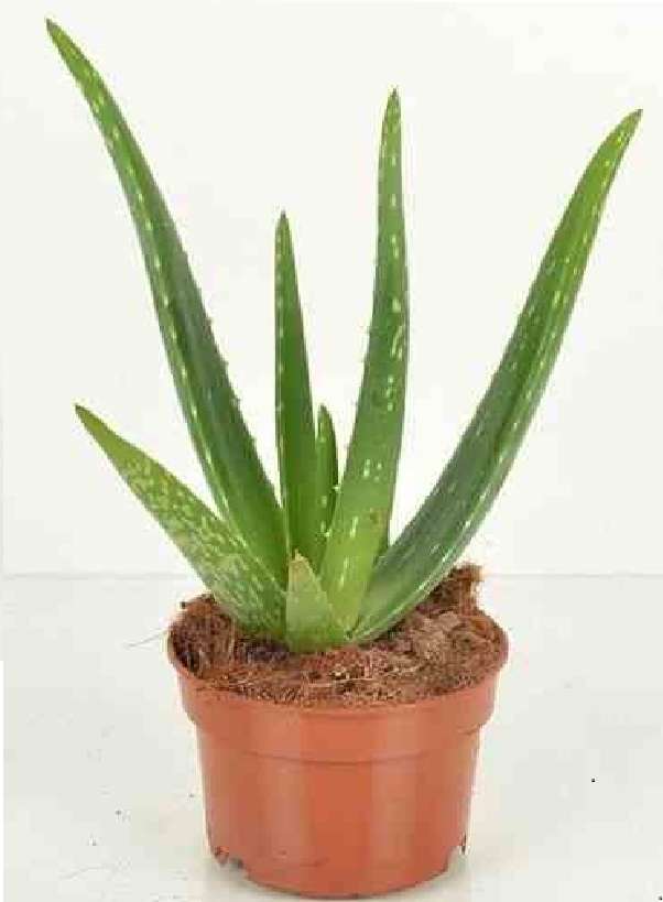 aloeverar puzzle online from photo