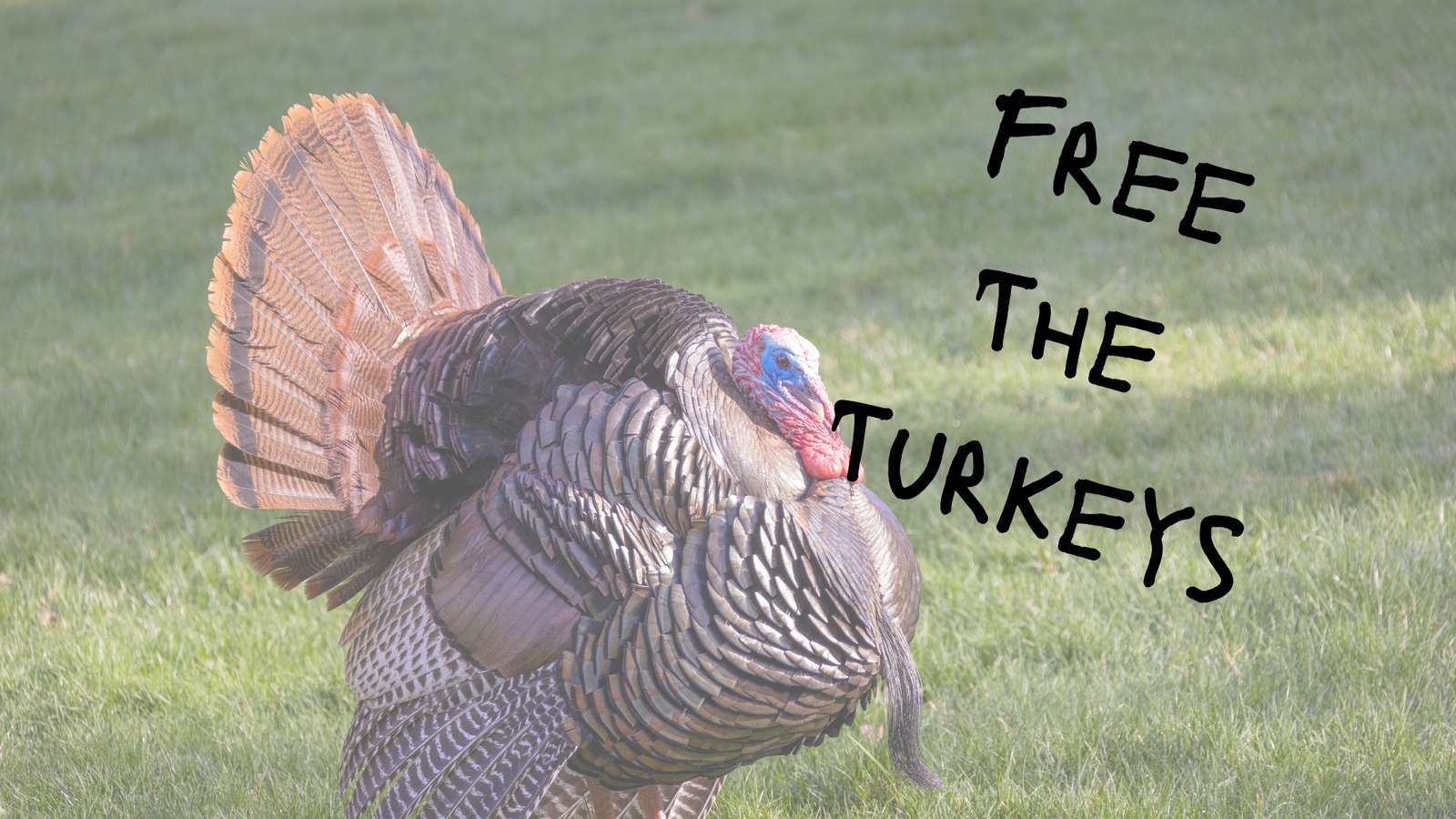 Turkeys Are Friends, Not Food puzzle online from photo