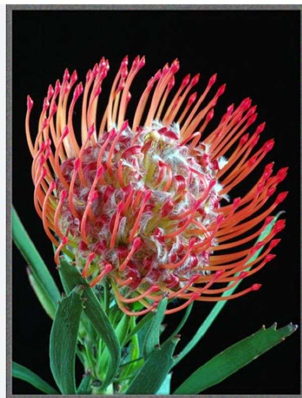Protea flower puzzle online from photo