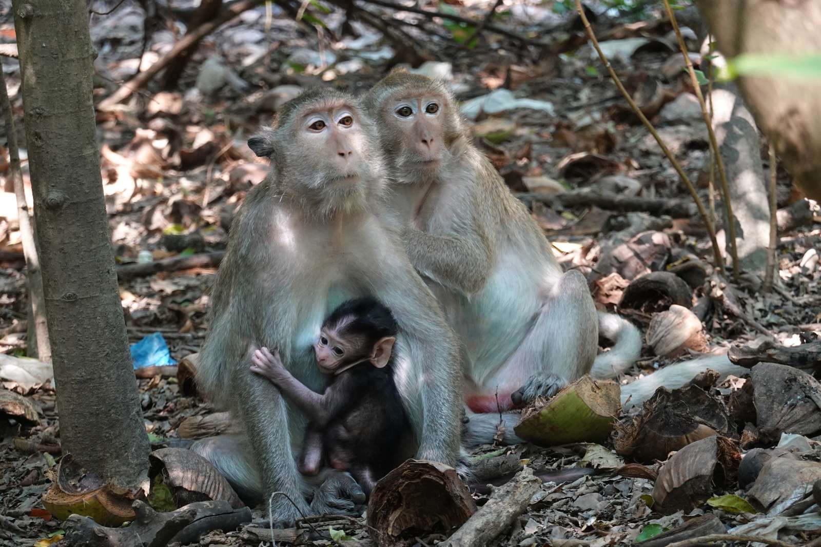 trei maimute puzzle online din fotografie