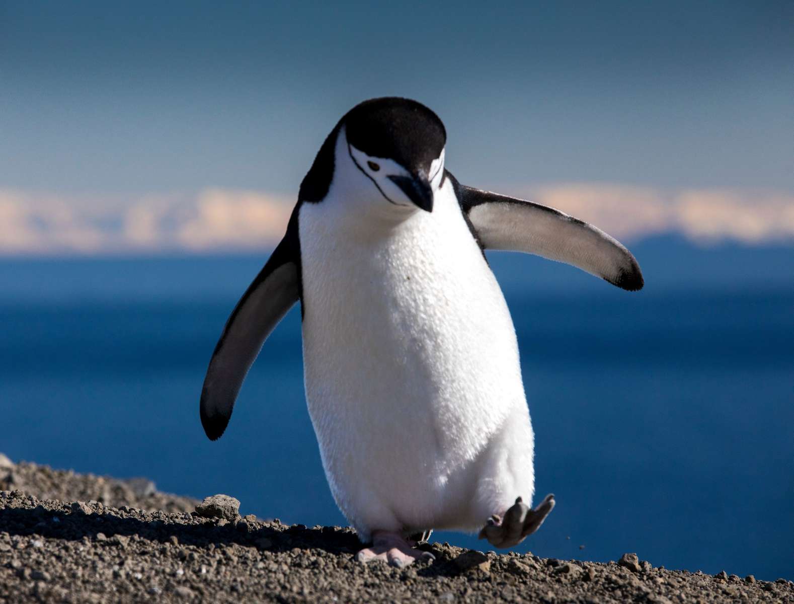 パズルペンギン 写真からオンラインパズル