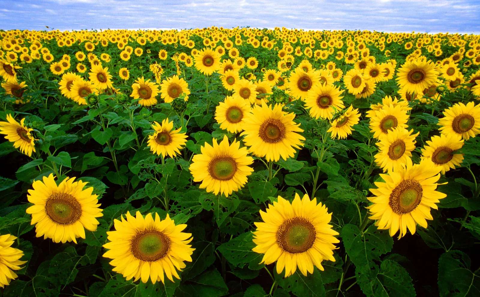 Sunflowers puzzle online from photo