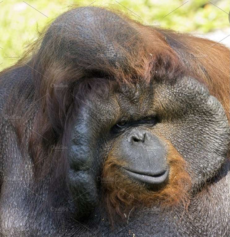 Orangutanga-bangin' pussel online från foto