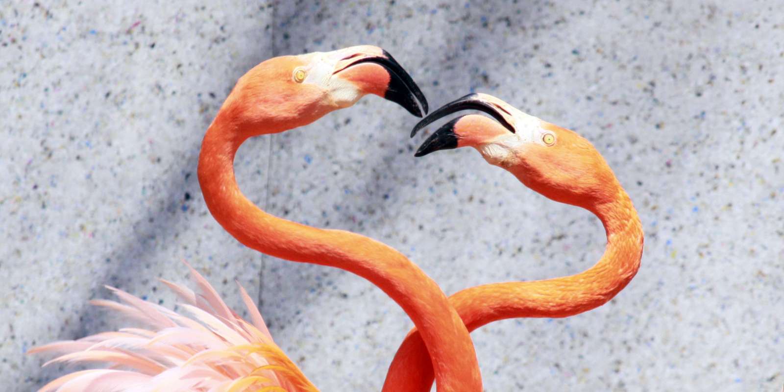 Flamingo puzzle online from photo
