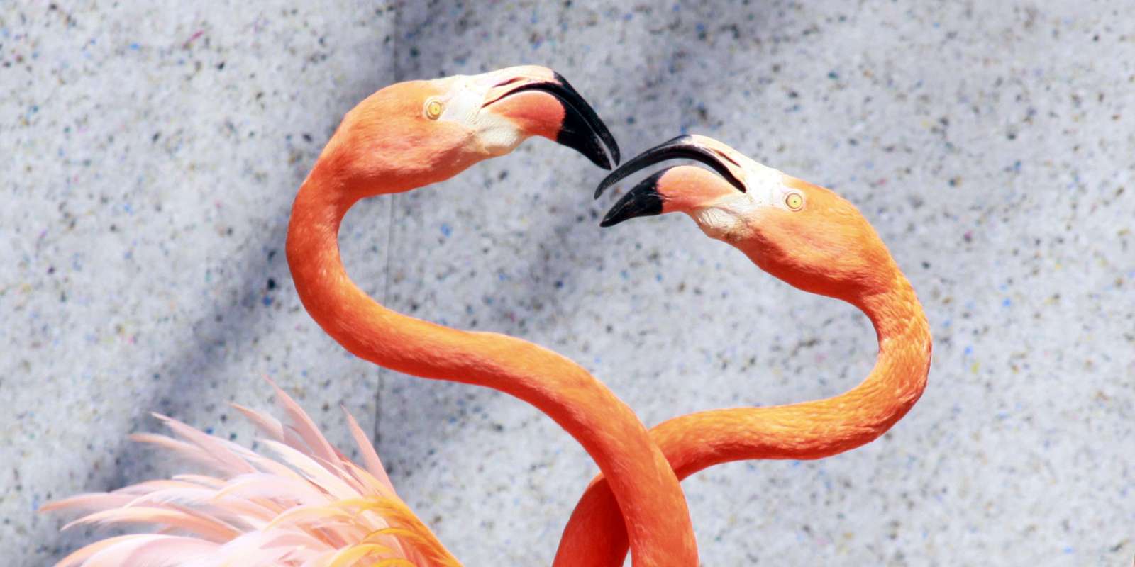 Flamingó puzzle online fotóról