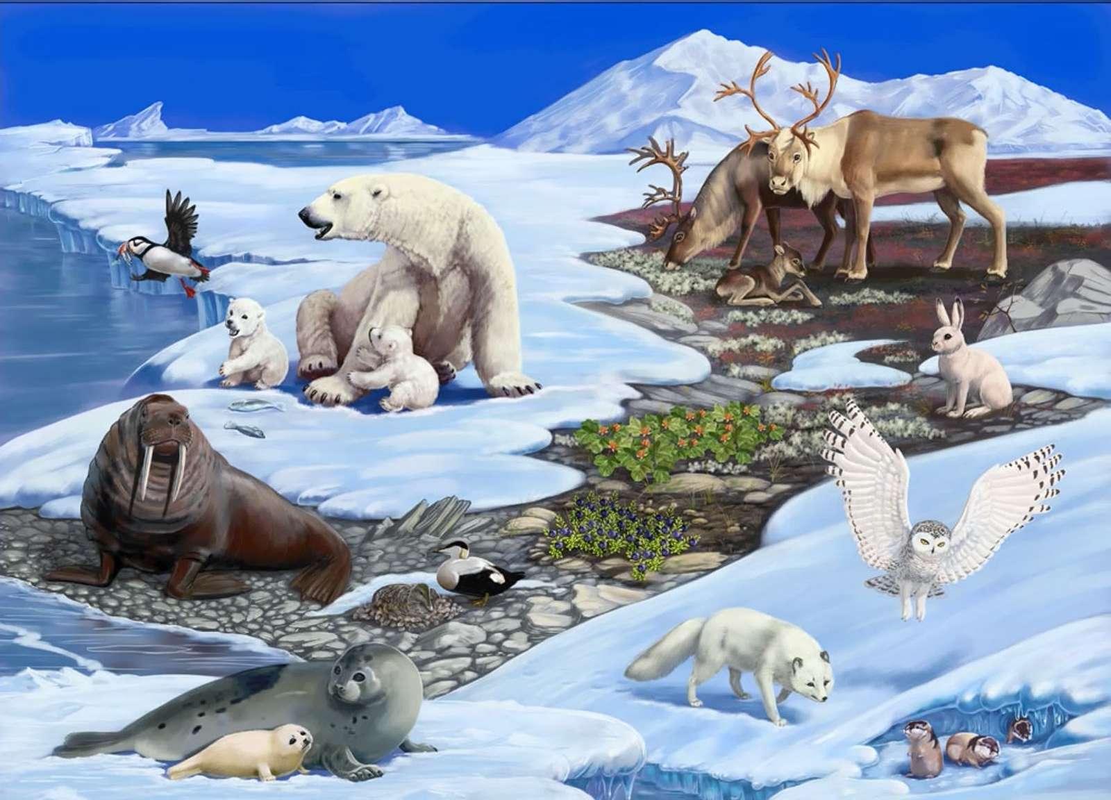 észak állatai online puzzle