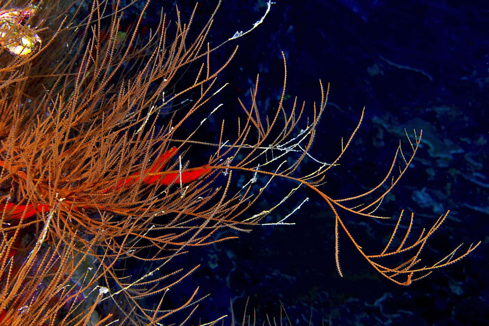 a. grandis скласти пазл онлайн з фото