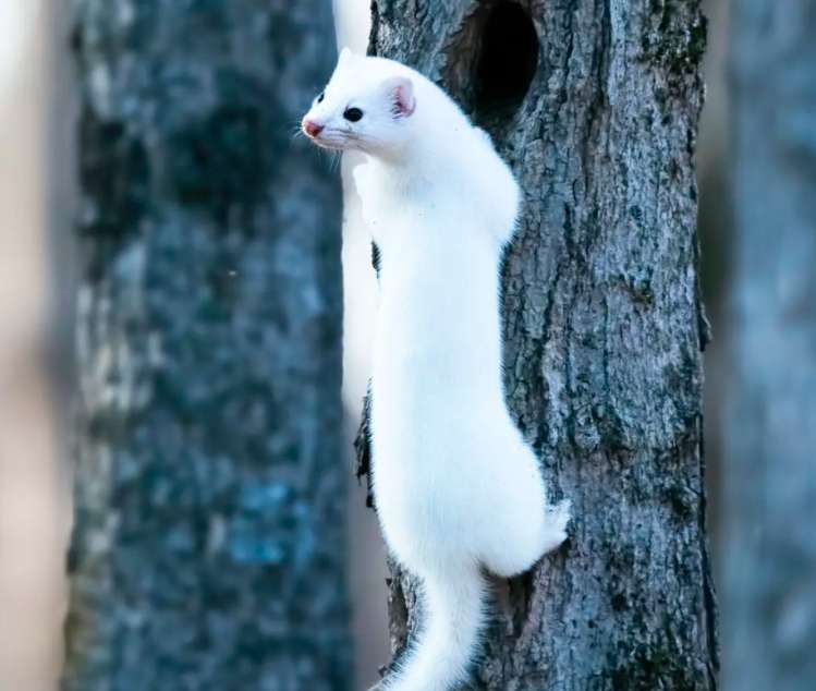 Animal montado em uma árvore puzzle online