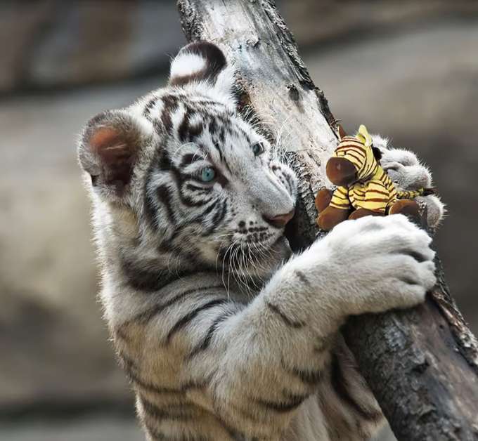 Тигр Пелуче онлайн-пазл