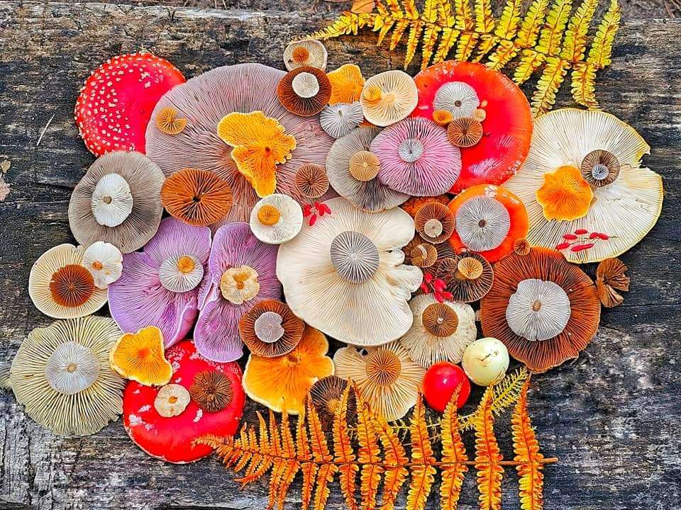 Ciuperci de toamnă puzzle online