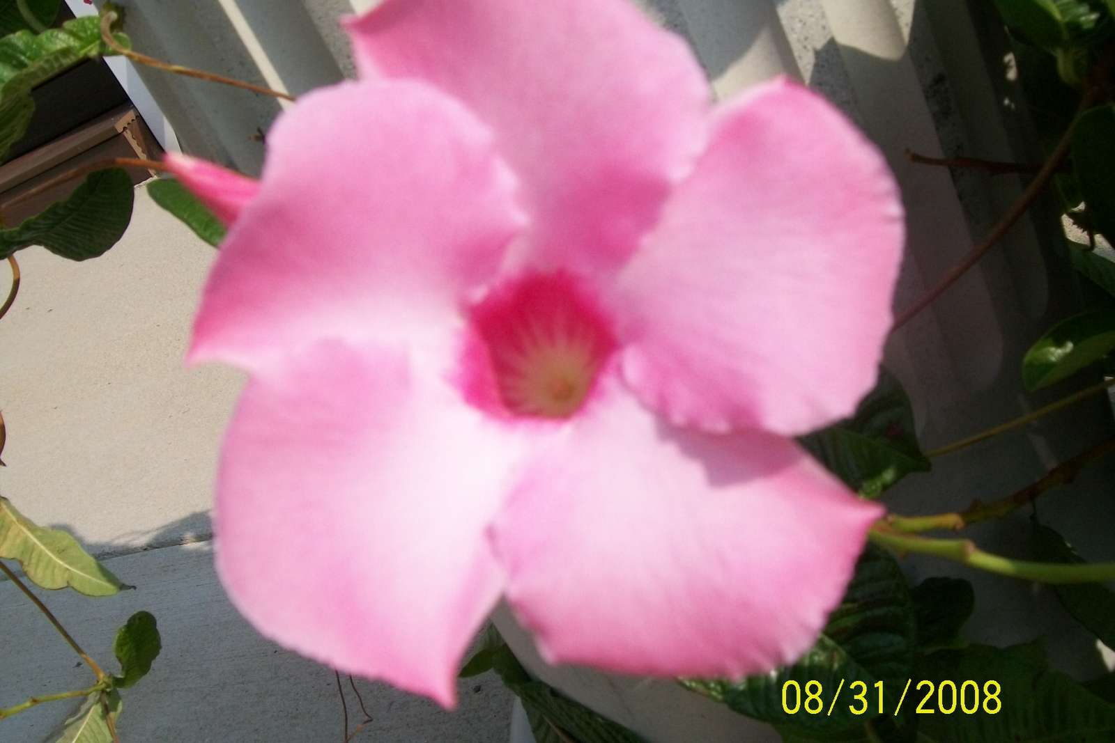 квітка рожевого кольору онлайн пазл