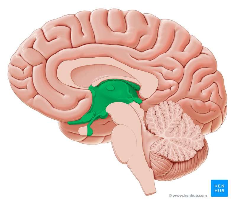 diencephalon online puzzle