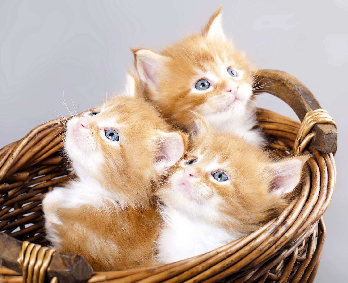 des chatons ! puzzle en ligne