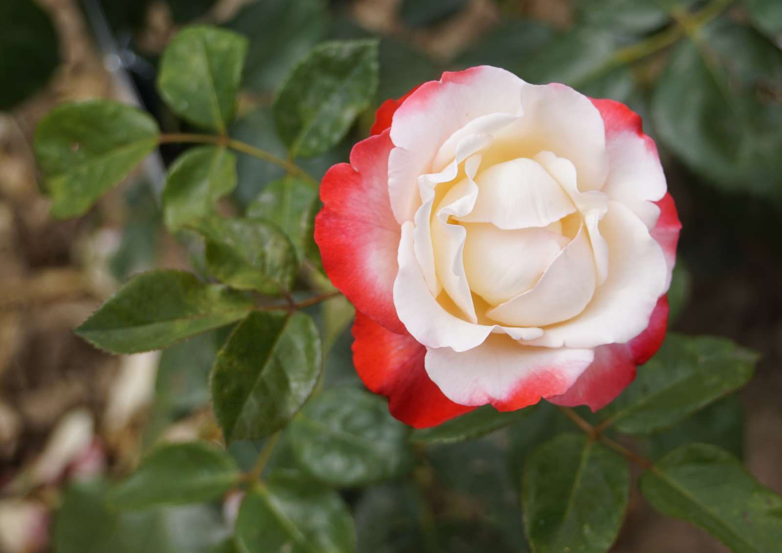 růže krása puzzle online z fotografie