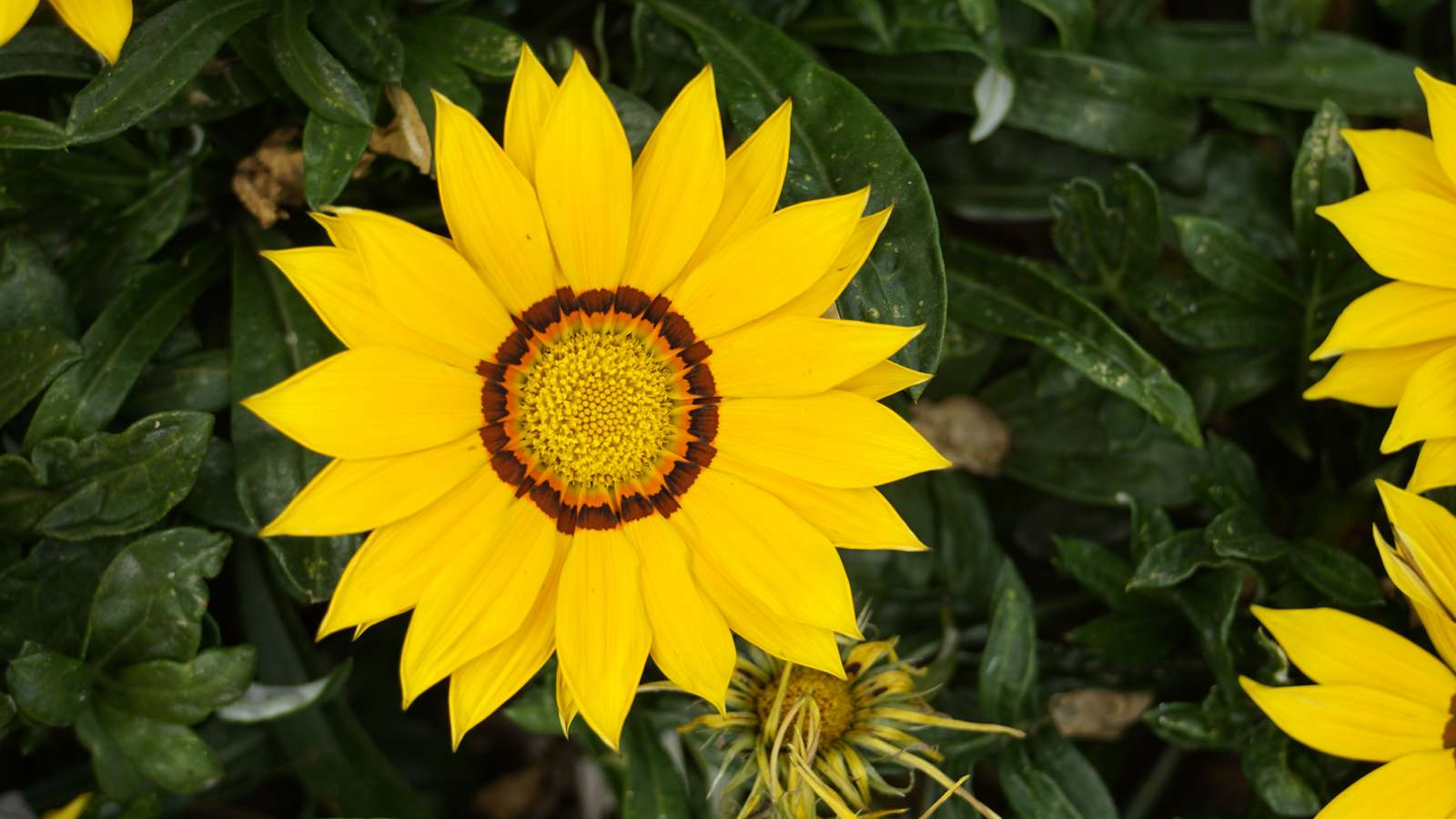Sunflower online puzzle