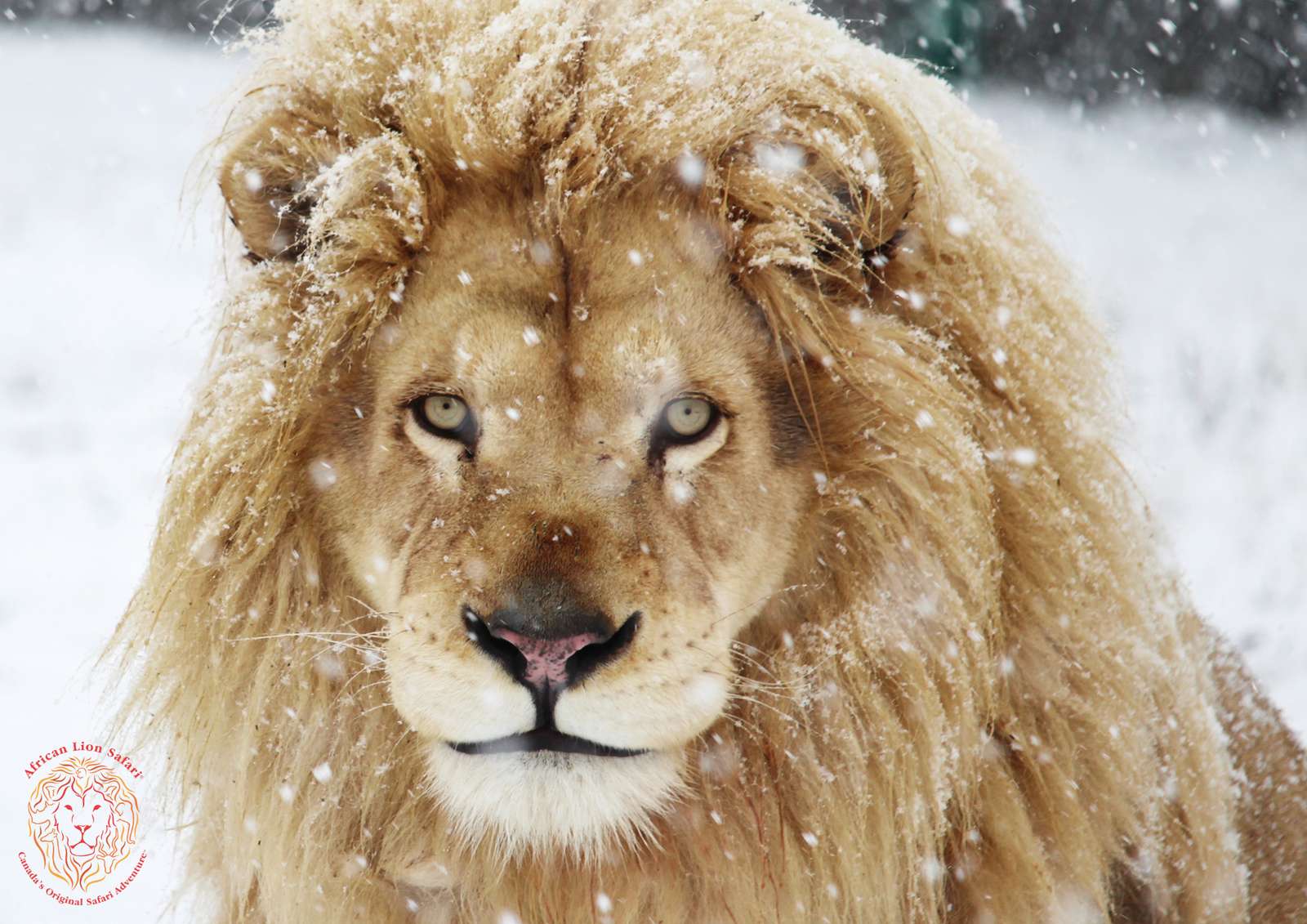 leeuw in sneeuw online puzzel