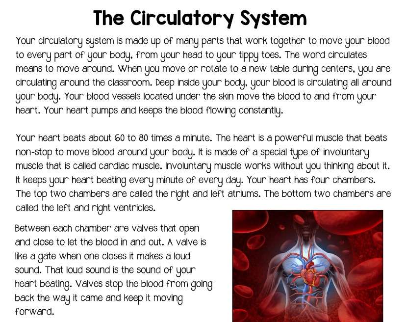 Головоломка о системе кровообращения пазл онлайн из фото