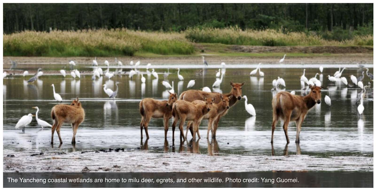 deers in alaska online puzzle