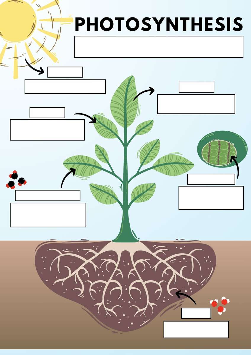 Photosynthesis online puzzle