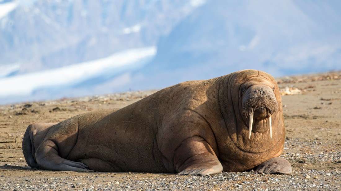 walrus lying down online puzzle