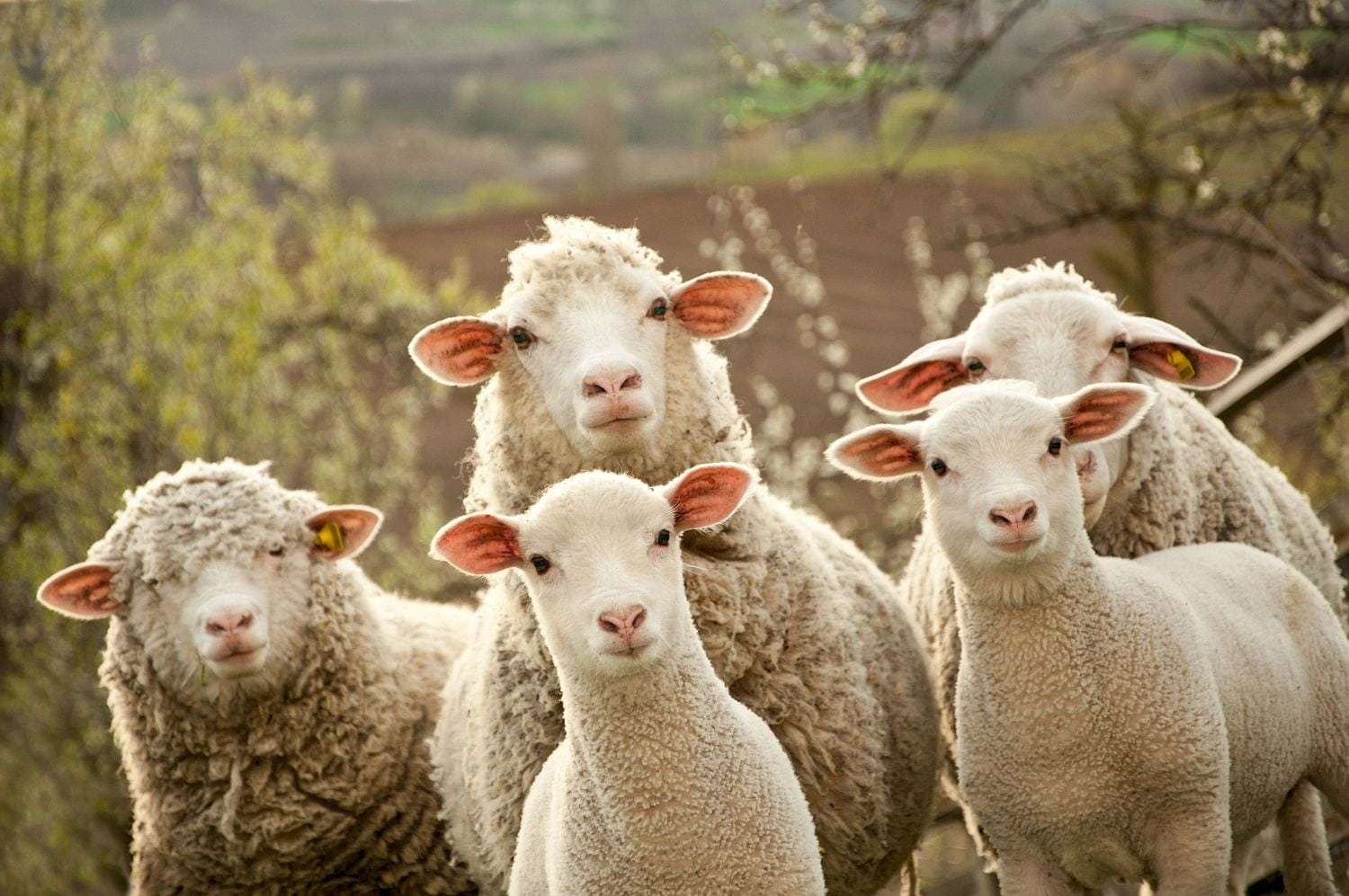 Овцы в поле пазл онлайн из фото