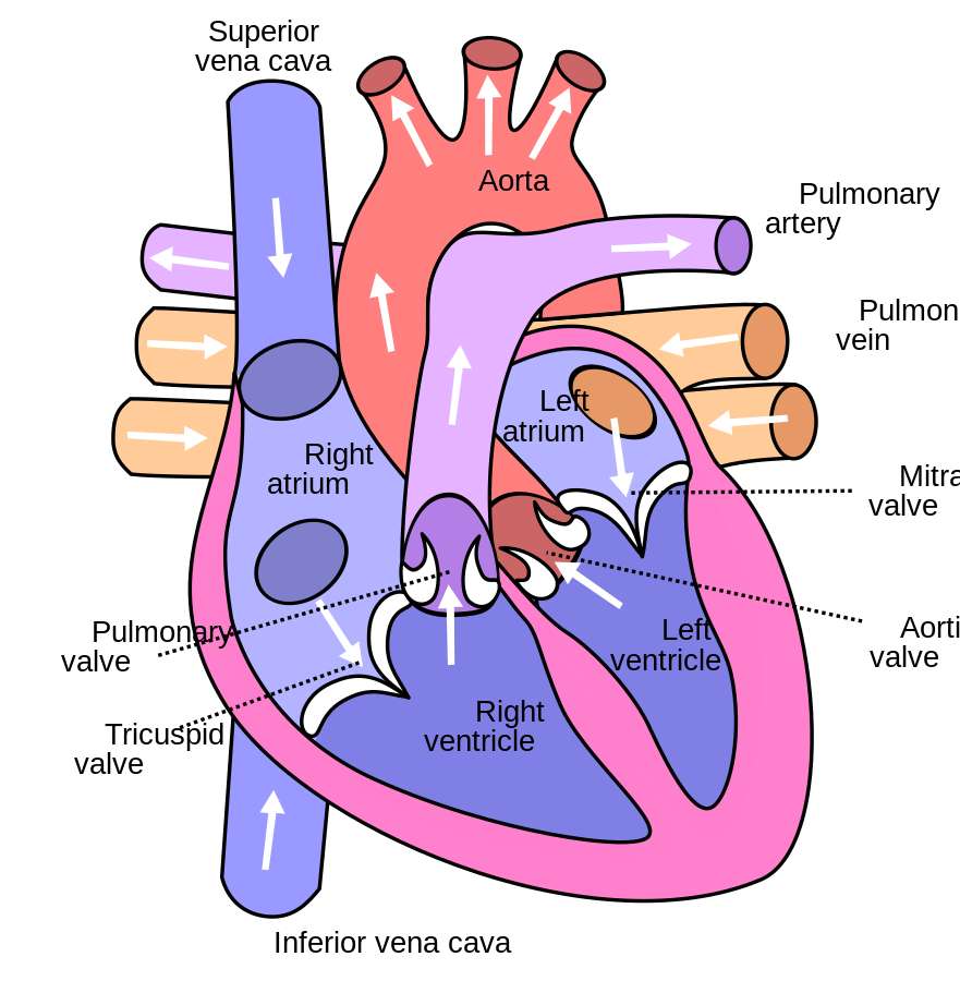 The Human Heart online puzzle