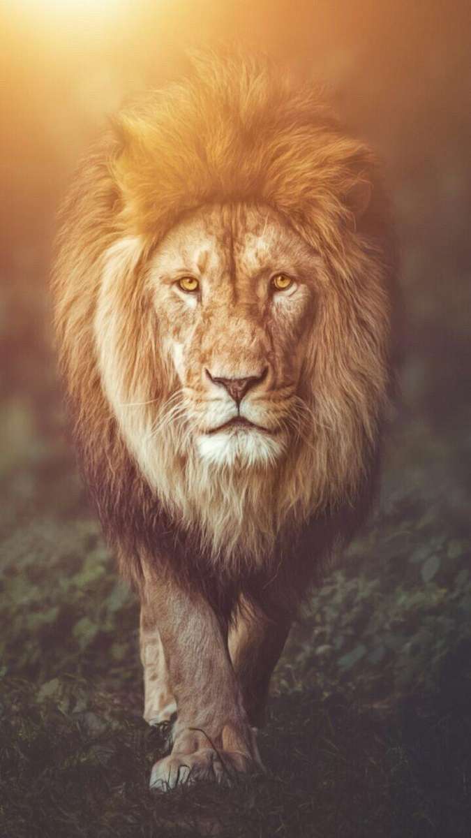 Lejonpussel pussel online från foto