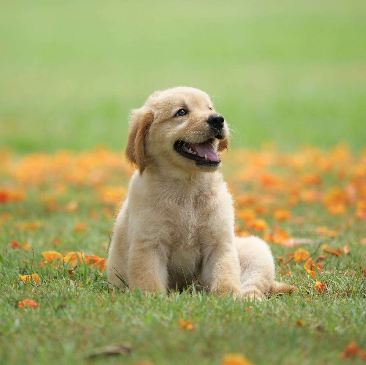 puppy smiling puzzle online from photo