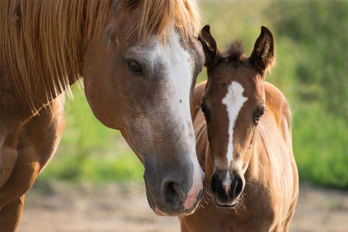 子馬を持つ馬 写真からオンラインパズル