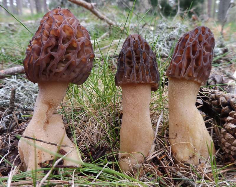 Morels puzzle online from photo