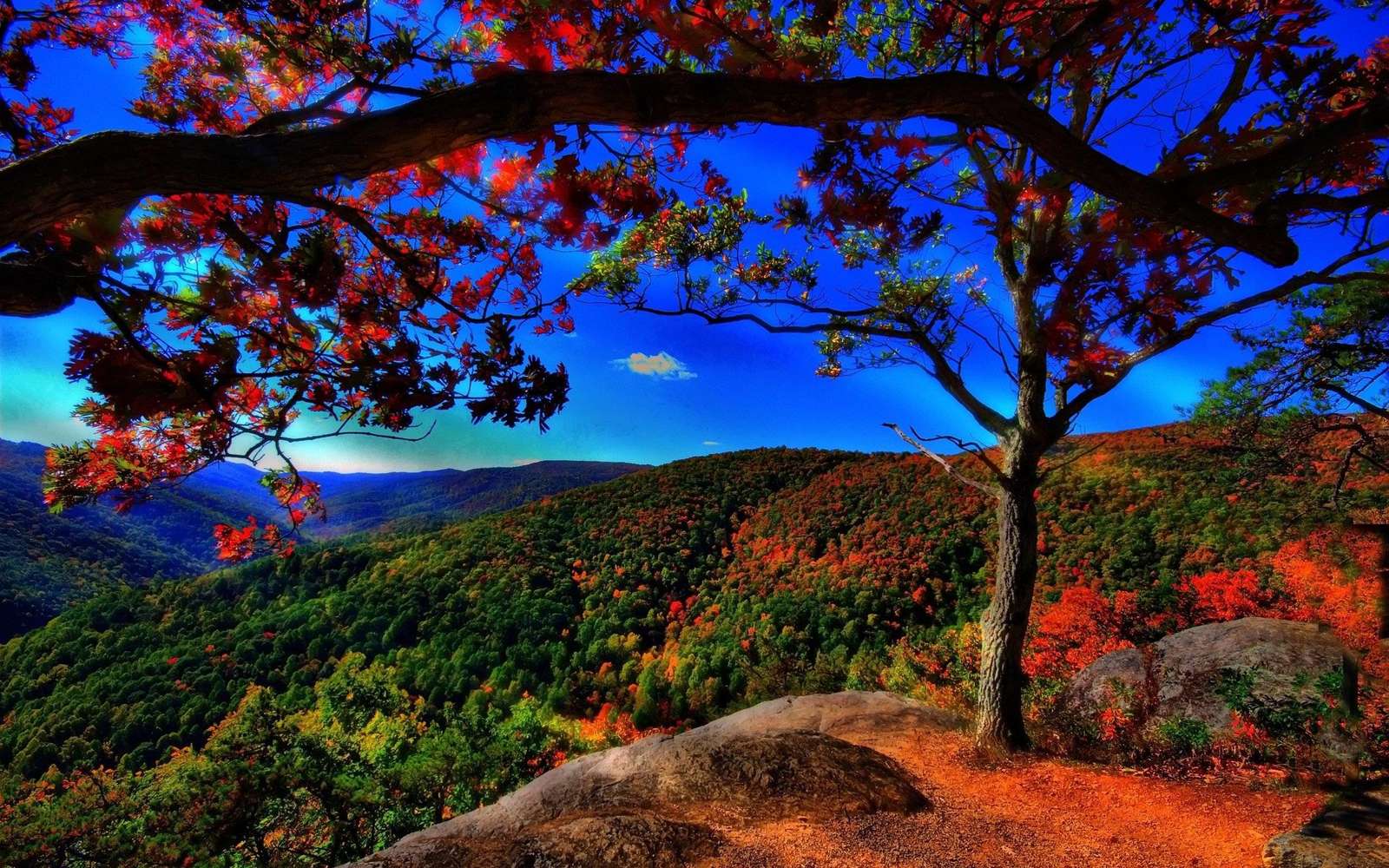 Cielo blu dell'albero rosso puzzle online da foto