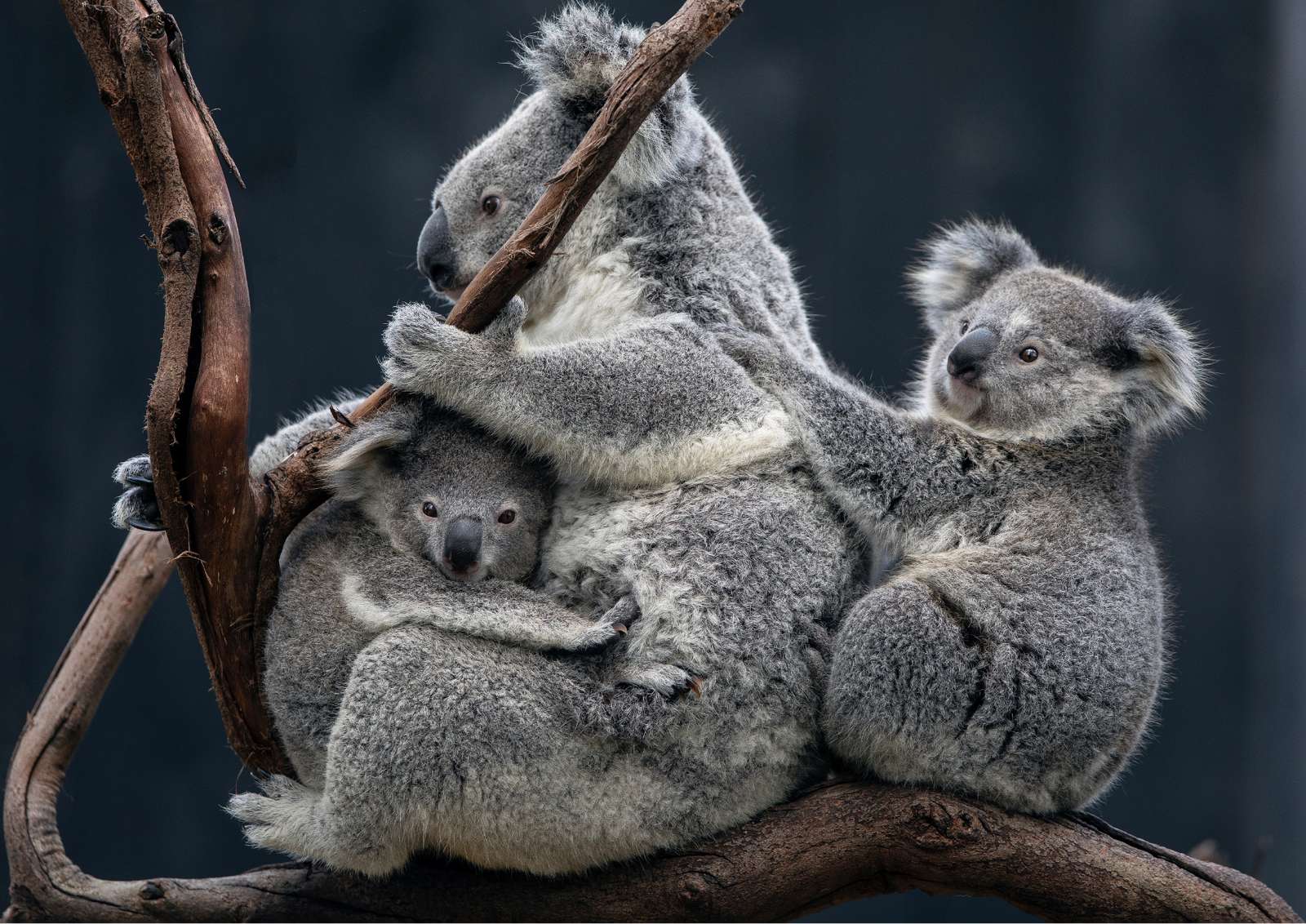 коалы пазл онлайн-пазл