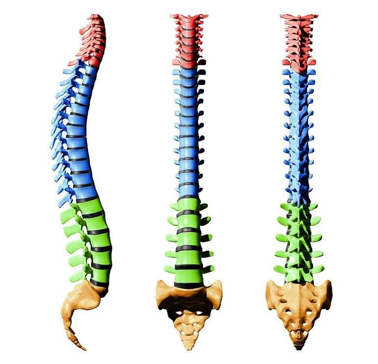columna vertebral puzzle online a partir de foto