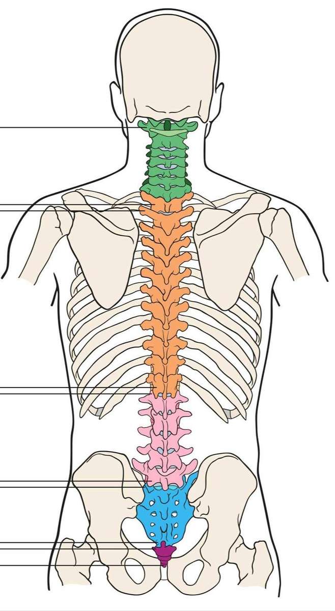 Colonna vertebrale puzzle online da foto
